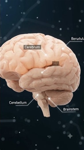 Human Nervous System Explained 🧠 | Brain, Neurons & Nerves #cellbiology #science #cellreference