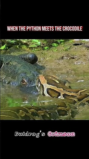 Python Picked the Wrong Enemy... Crocodile Strikes Back!