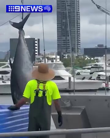 314K views · 2.2K reactions | How's this for a catch? 勞 A monster 220kg Bluefin Tuna has been caught on a long liner off the Gold Coast Seaway over Easter.  Russell Thornton | 9 News | Facebook
