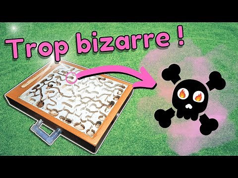 Mes fourmis stockent des crânes (WTF ?!) Tetramorium