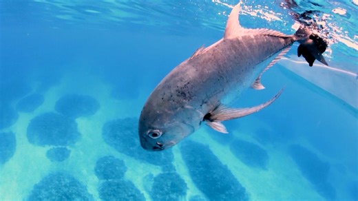 A global hunt for monster fish across remote waters (1 of 2)
