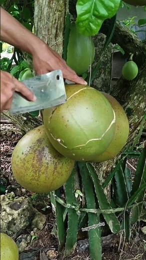 awesome fresh ripe (CALABASH) miracle fruit cutting from the tree
