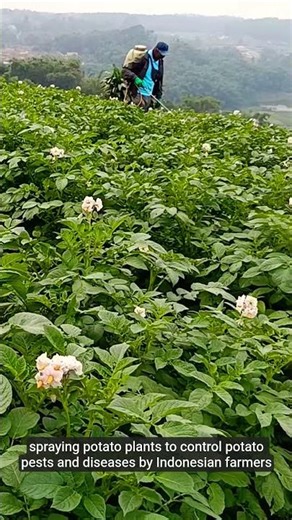 spraying potato plants to control potato pests and diseases by Indonesian farmers #farming #shorts
