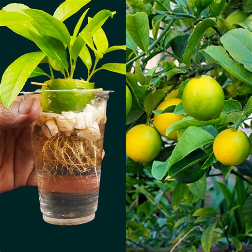 176K views · 4.3K reactions | Grow lemon tree from lemon fruit with banana |easiest procedure in the World | 100% success in water | Ashik Muztaba | Facebook