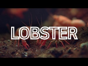 Labster | Sea animal encyclopedia