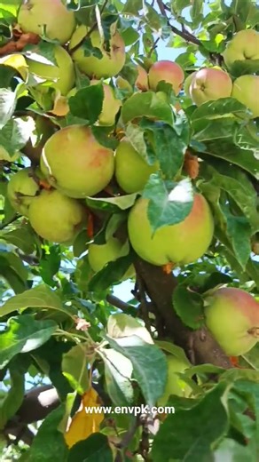 Apple orchard in Khyber Village, Gojal, hunza, Gilgit Baltistan, Pakistan‎‎