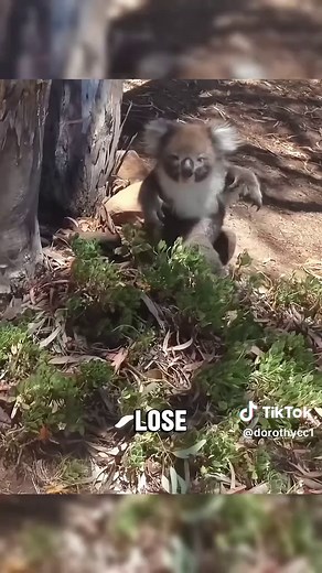 Clueless Koalas: Adorable Australian Wildlife