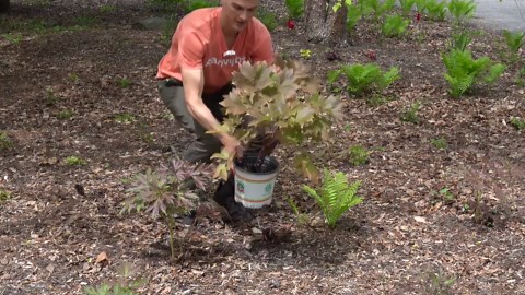 Itoh peony plants: Best peonies in the garden