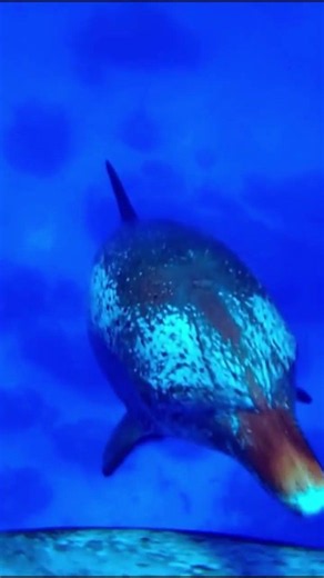 What If humans could talk to animals? #animals #wildlife #facts