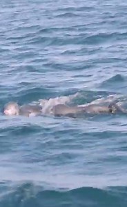 5.6K views · 45 reactions | Surfer swimms for the first time with Heaviside Dolphins | Real Wild | Facebook