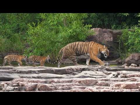 Tiger & Little Cubs 🐅🐾 | Heartwarming Moments in the Wild