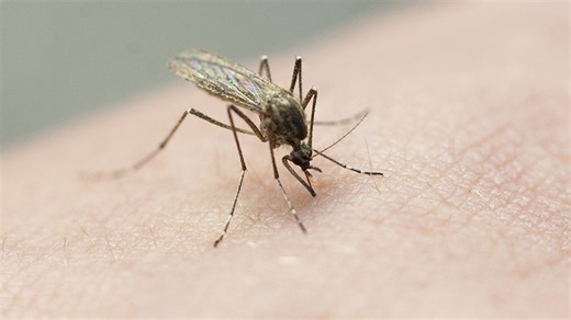 Mosquito spraying efforts underway in Harlingen
