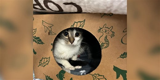 ‘Please take care of my cats’: Pets left at animal shelter with note asking for help