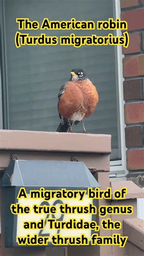 The American robin (Turdus migratorius) A migratory bird of the true thrush genus and Turdidae