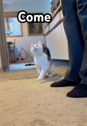Kitten Learns to come when called.