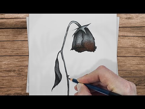 Flower Drawing; HOW TO DRAW A Withered FLOWER || Step-by-Step Tutorial