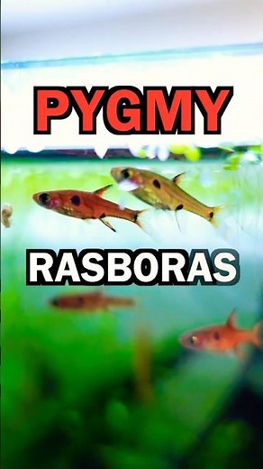The PERFECT Nano Fish?! (Pygmy Rasbora Care Guide)