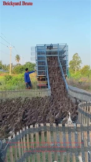 How Ducks Are Loaded for Transport! 🚚