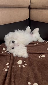 105K views · 10K reactions | First name Lazy, last name Bones | A day in the life of Minnie's Little Sister Haley | Facebook