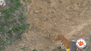 4.8M views · 7.3K reactions | Video of The Day! One of the Tigers is practicing his ability to stalk prey - even though it was really only another Tiger in the habitat. Nice display of power and grace! #TigerStalk #WildAnimalSanctuary | The Wild Animal Sanctuary | Facebook