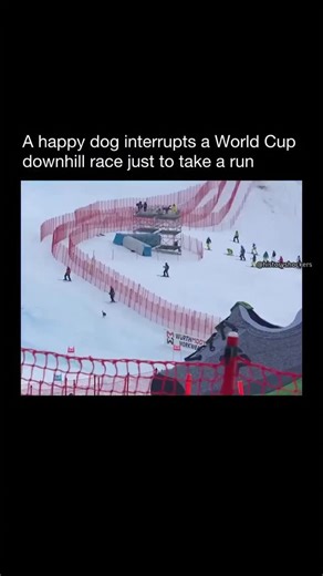 History Shockers on Instagram: "Leave him alone 🥹 During an Alpine World Cup downhill race, the intensity of elite competition was suddenly interrupted by an unexpected and joyful visitor. A friendly dog wandered onto the course mid event and decided the steep snowy slope looked perfect for a run. Officials quickly paused the race as the dog sprinted downhill with pure excitement. Instead of panic or frustration, the moment brought laughter from spectators and commentators. The dog confidently 