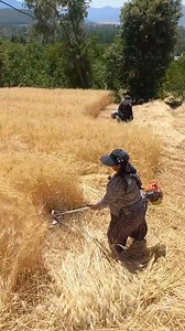 Fantastic #wheat #technology | All Machine Technologies