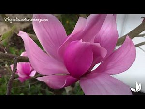 Comment choisir un magnolia à planter au jardin ? - Truffaut