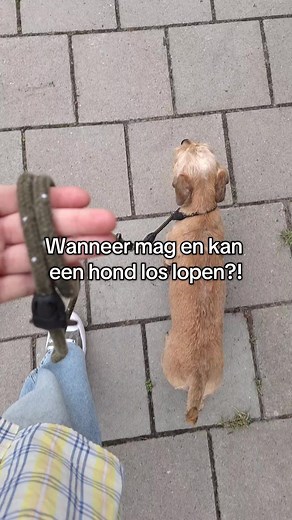 Wanneer kan en mag je hond loslopen?