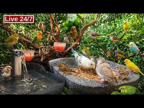 🔴 24/7 Live Cat TV 😺 Shocking Truth About Feeding Wild Birds Safely—Do This & They’ll Keep Coming!