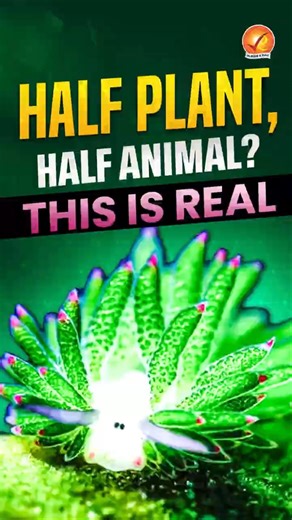 Half Plant, Half Animal? This Is Real 😳