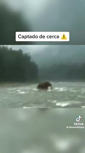 animales extintos captados en camara (mamut lanudo)