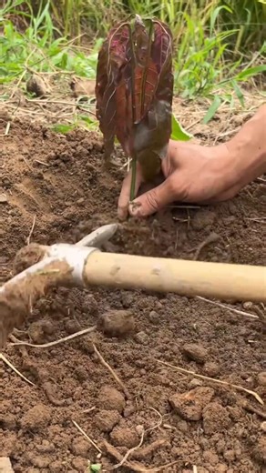 Planting Theobroma cacao plants Tutorial #farming #shorts