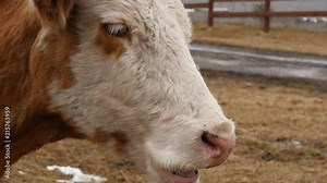 Close-up of head of a cow chews grass. cattle on a farm. slow motion
