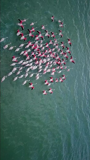 Amazing Flamingos Sound 🦩 | Aerial view of flamingos