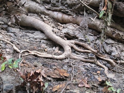 Root of Bitterness: How to Get Victory Over Bitterness