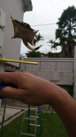 Adventurous Sugar Glider Navigates American Ninja Warrior Obstacle Course