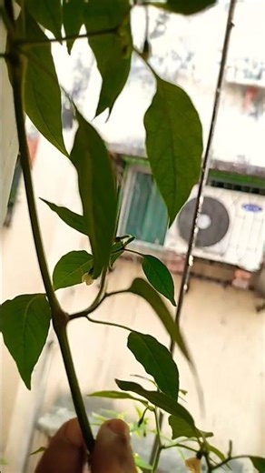 #2026#new#love#allah#inshallah#trendingshorts#shorts#trending#short#viral#bome#effect#foryou#filter