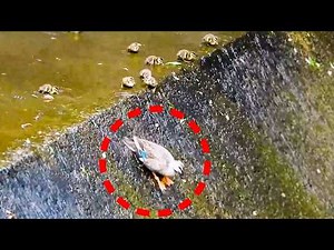 Duck migration. Baby ducks risk their lives to move [0531B]