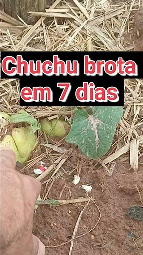 How to make chayote sprout faster in 7 days.