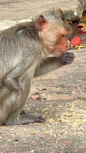 A monkey that was missing its arm was eating food, and a male money disturbed it. #viral #babyanimal