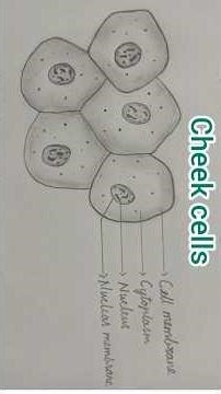 simpl step by step diagram of cheek cells