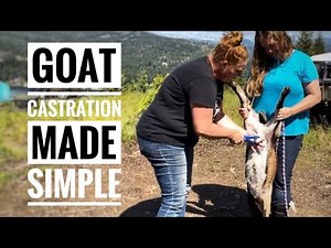 SIMPLE and PAINLESS goat castration