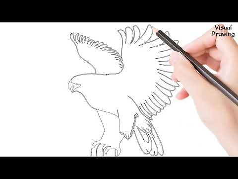 Peregrine Falcon Bird Drawing Easy, How To Draw A Peregrine Falcon Flying For Beginners Step By Step