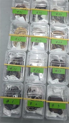 Ball Python Export #Ballpython #animal #reptiles