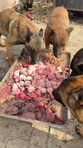 The video of a dog eating is titled "Food Time".