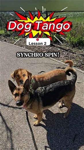DOG TANGO: Lesson 2 💃🐾 SYNCHRO SPIN! with Jumanji and Lusy! #dog #dogdance #dogtricks