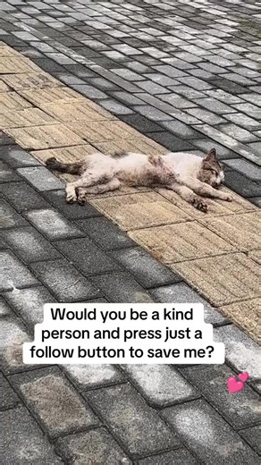 Helping Rescued Cats: Your Support Makes a Difference