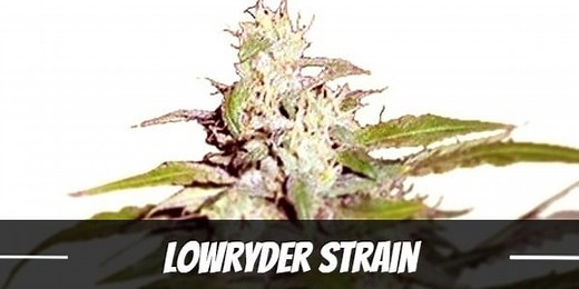 Lowryder Strain Information and Review