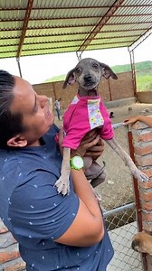 926K views · 10K reactions | Esto pasa Cuando Disfrazas Animalitos de la Calle, Míralo hasta el FINAL | Jefferson Rescata | Facebook