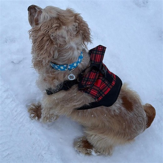 Plaid Dog Backpack | Small Dog Carrier Pack - Etsy